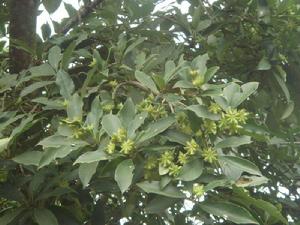 大木卡衣自然村-種植的八角