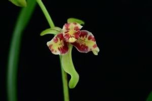 峨眉香科 峨眉香科