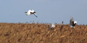 江蘇沿海灘涂珍禽國家級自然保護區 江蘇沿海灘涂珍禽國家級自然保護區