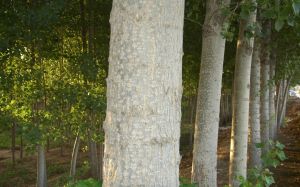 馬里蘭楊 馬里蘭楊