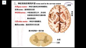 腦神經核 腦神經核