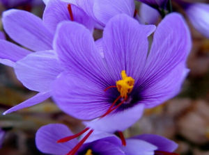 紫番紅花 紫番紅花