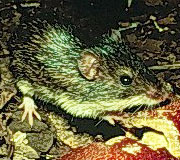 種類繁多的鼠總科