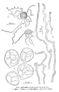 細雅白粉菌 細雅白粉菌