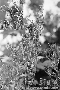 蘇門白酒 蘇門白酒