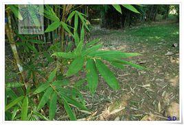 馬關香竹 馬關香竹