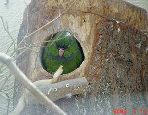 鱗頭鸚鵡