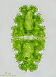 長圓凹頂鼓藻 長圓凹頂鼓藻