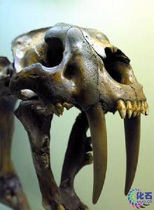 美洲劍齒虎/刃齒虎(Smilodon)頭骨化石美洲劍齒虎/刃齒虎(Smilodon)頭骨化石美洲劍齒虎/刃齒虎(Smilodon)頭骨化石美洲劍齒虎/刃齒虎