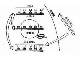 反義基因技術 反義基因技術