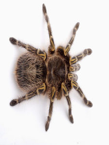 蜘蛛[節肢動物門]