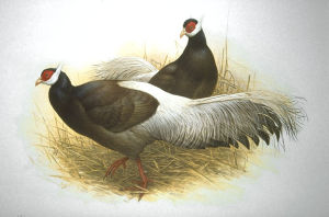 Brown eared pheasant