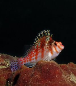 鷹金魚翁 鷹金魚翁