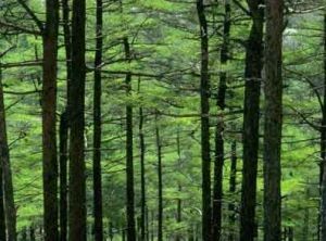 澳大利亞科學的森林經營模式