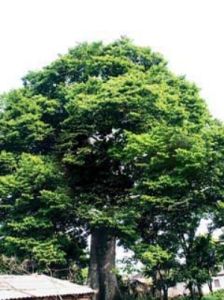 見血封喉[漢語成語]