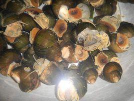 白螺螄殼[白螺螄殼]