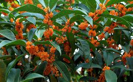 丹桂[茶葉品種]