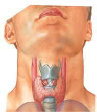 甲狀腺解剖圖