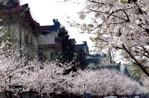 雞鳴寺附近的櫻花大道