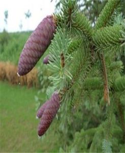 大果青杄 大果青杄