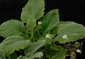 淺裂小花苣苔 淺裂小花苣苔