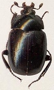 扁圓甲科 扁圓甲科