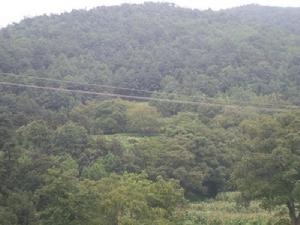 上白來烏村-生態林