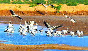遼河三角洲 遼河三角洲