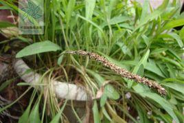 苣葉車前 苣葉車前