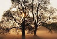 兩棵樹的愛情 兩棵樹的愛情