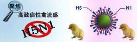 甲型H5N1 甲型H5N1