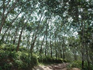 曼巒嘎村 曼巒嘎村