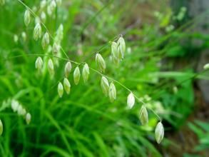 大花臭草 大花臭草