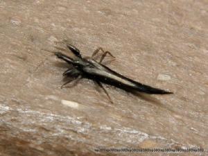 羅漢果薊馬 羅漢果薊馬