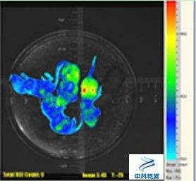 小動物活體成像技術 小動物活體成像技術