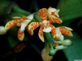 窄果薏苡 窄果薏苡