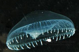 水晶果凍水母 水晶果凍水母