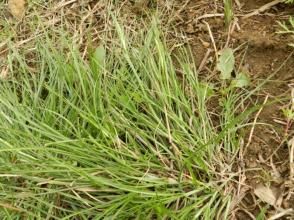 喙果薹草 喙果薹草