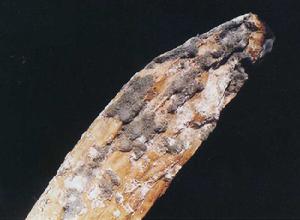 絲瓜果腐病 絲瓜果腐病