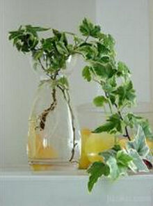 墨西哥常春藤 墨西哥常春藤