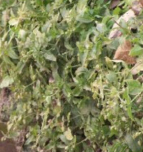 大鵝兒腸 大鵝兒腸