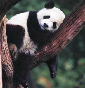 大熊貓繁育基地