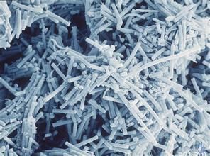 食用甲烷菌 食用甲烷菌