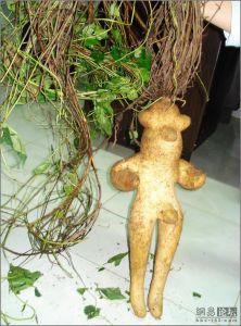 天壇人參 天壇人參