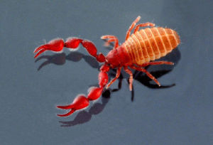 東方小肉偽蠍 東方小肉偽蠍