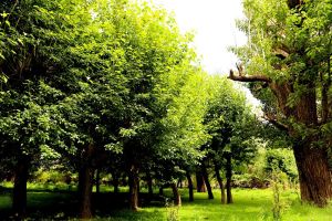 德吉林卡 德吉林卡