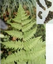 維西貫眾 維西貫眾