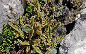 麗江高山耳蕨 麗江高山耳蕨