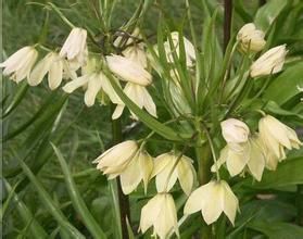 裝病貝母 裝病貝母