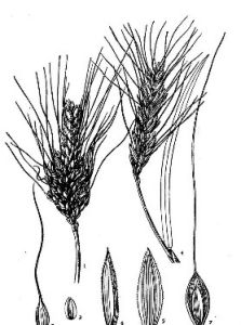 圓錐小麥(原變種) 圓錐小麥(原變種)